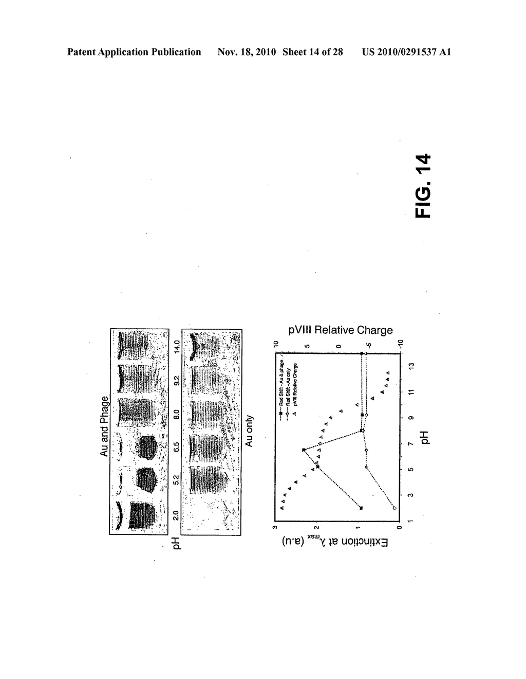 METHODS AND COMPOSITIONS RELATED TO PHAGE-NANOPARTICLE ASSEMBLIES - diagram, schematic, and image 15