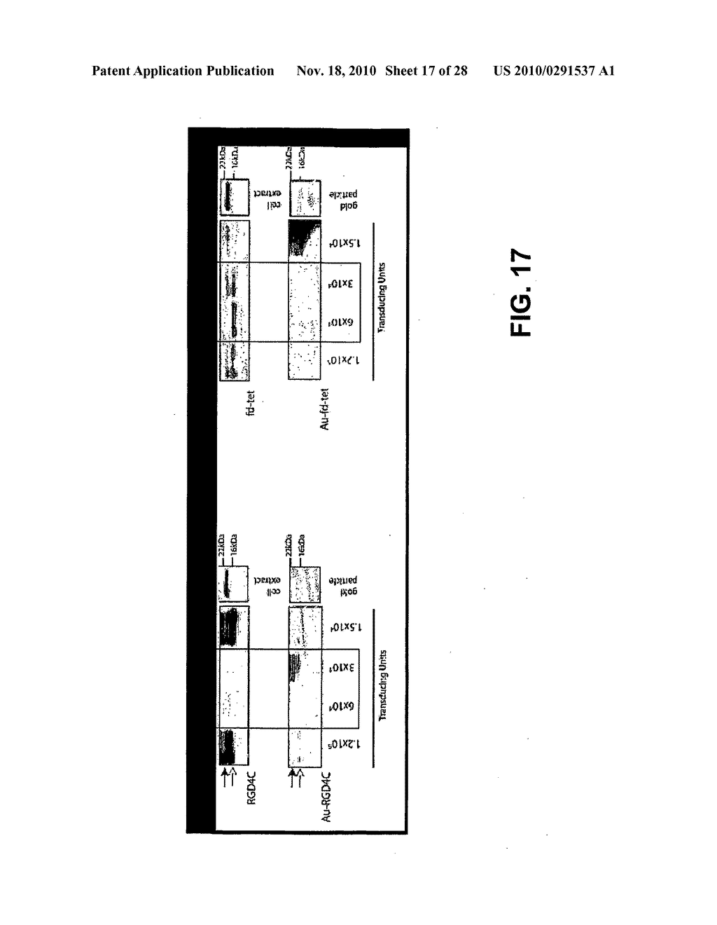 METHODS AND COMPOSITIONS RELATED TO PHAGE-NANOPARTICLE ASSEMBLIES - diagram, schematic, and image 18