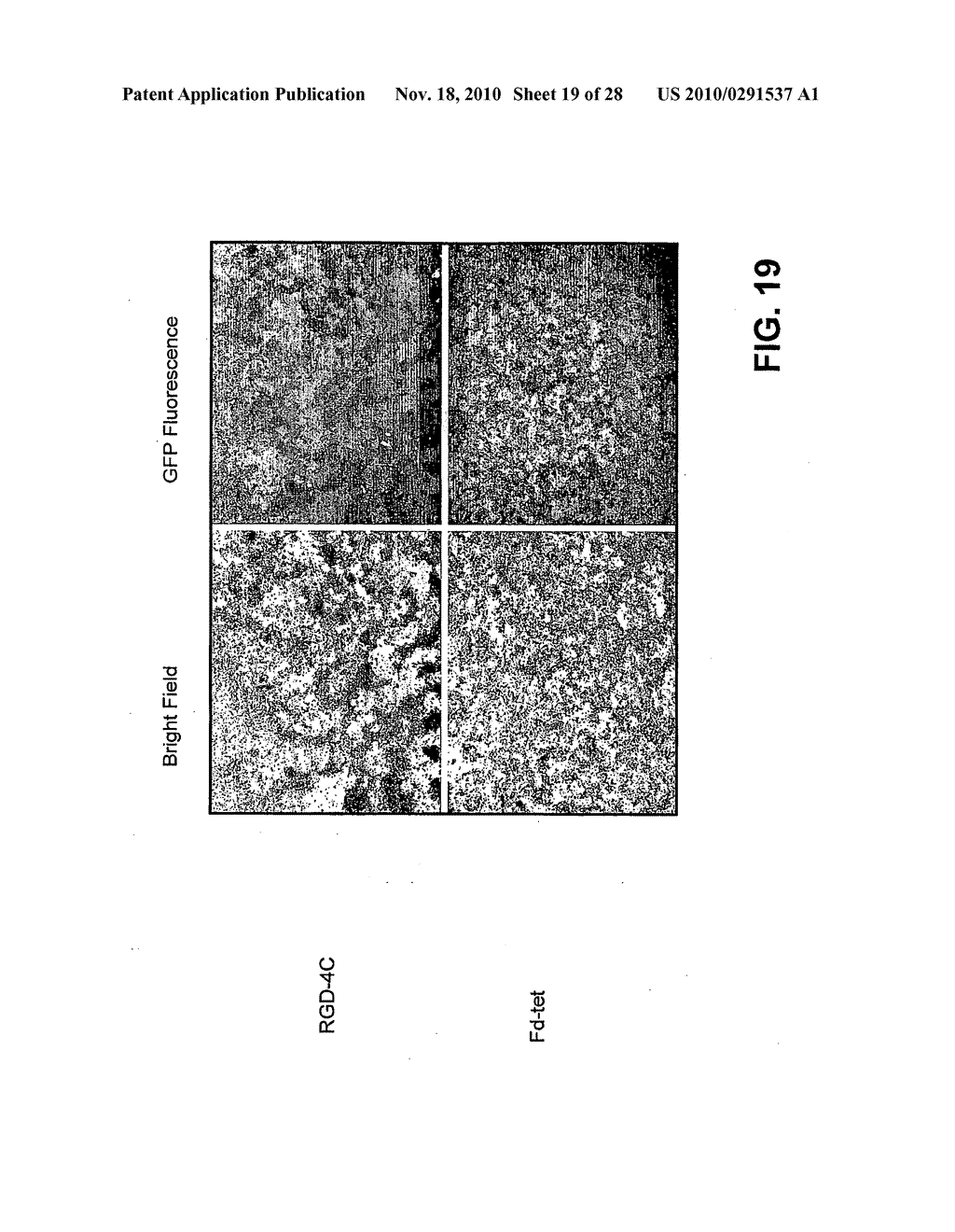 METHODS AND COMPOSITIONS RELATED TO PHAGE-NANOPARTICLE ASSEMBLIES - diagram, schematic, and image 20