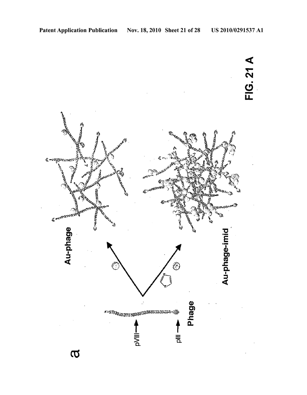 METHODS AND COMPOSITIONS RELATED TO PHAGE-NANOPARTICLE ASSEMBLIES - diagram, schematic, and image 22