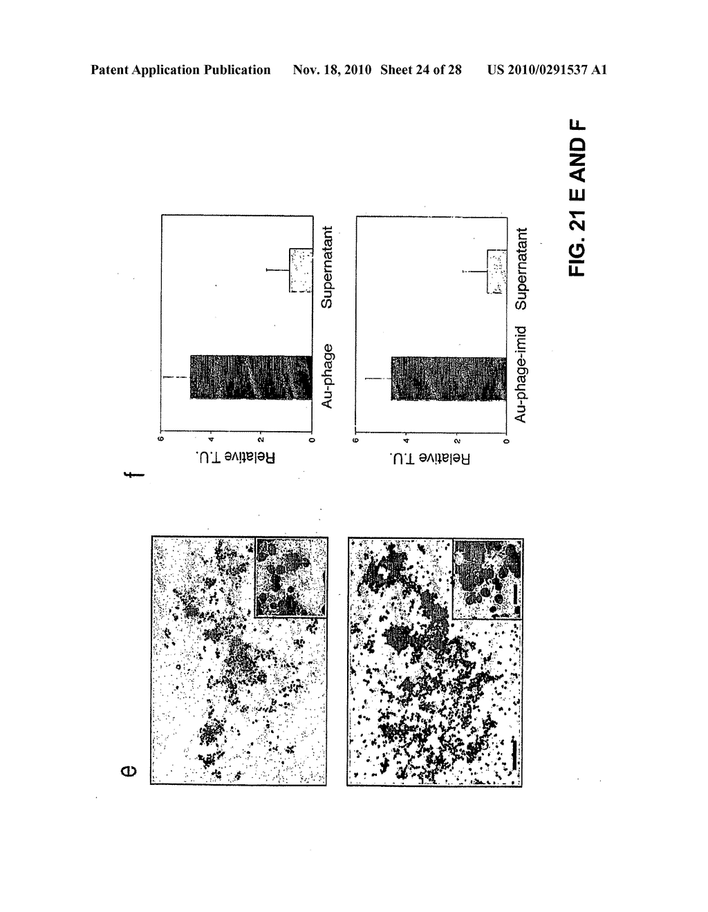 METHODS AND COMPOSITIONS RELATED TO PHAGE-NANOPARTICLE ASSEMBLIES - diagram, schematic, and image 25