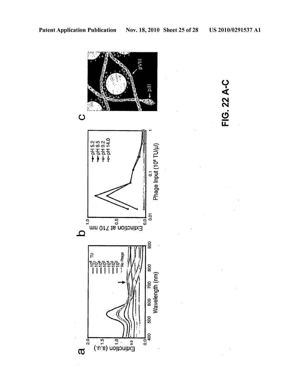 METHODS AND COMPOSITIONS RELATED TO PHAGE-NANOPARTICLE ASSEMBLIES - diagram, schematic, and image 26