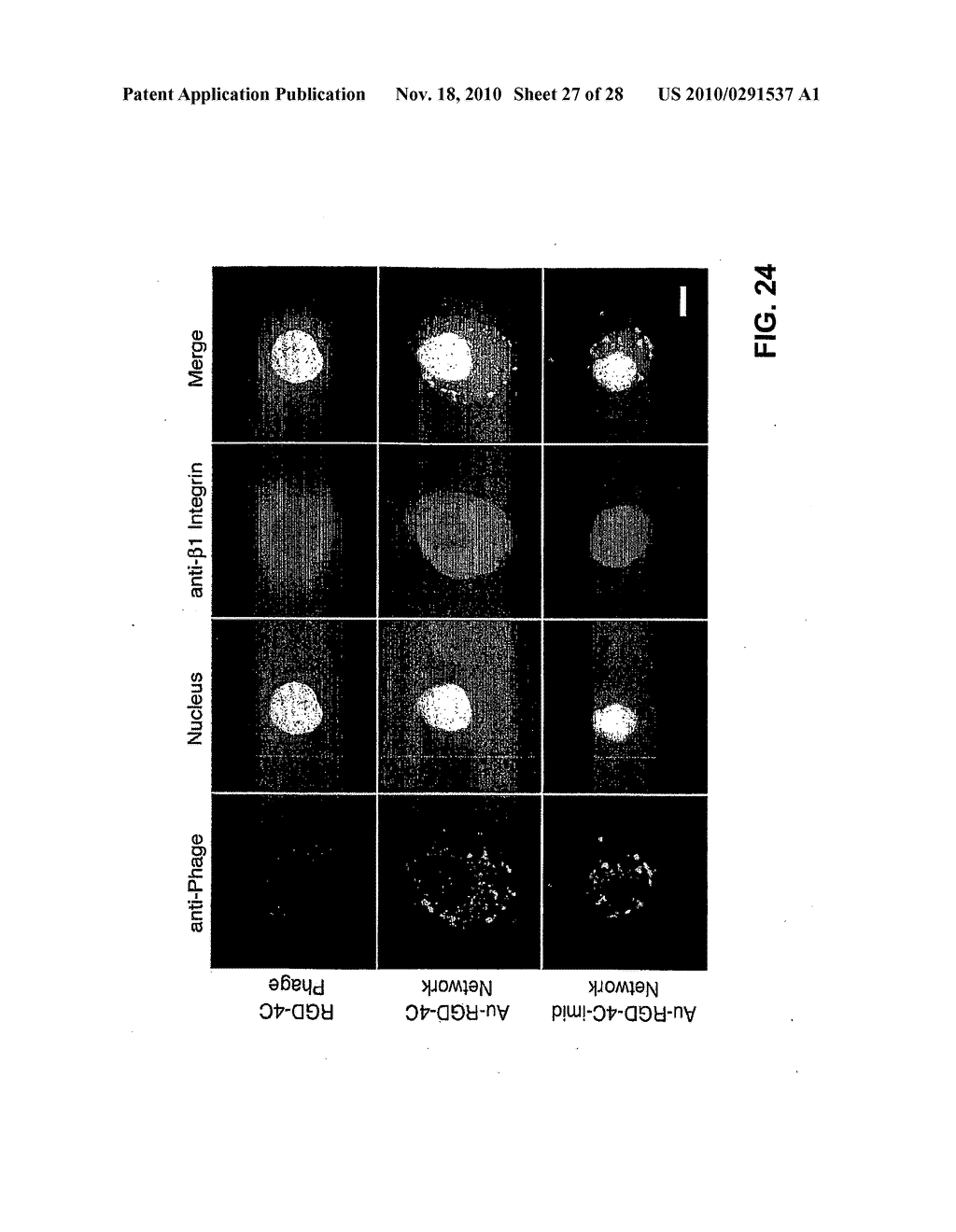 METHODS AND COMPOSITIONS RELATED TO PHAGE-NANOPARTICLE ASSEMBLIES - diagram, schematic, and image 28