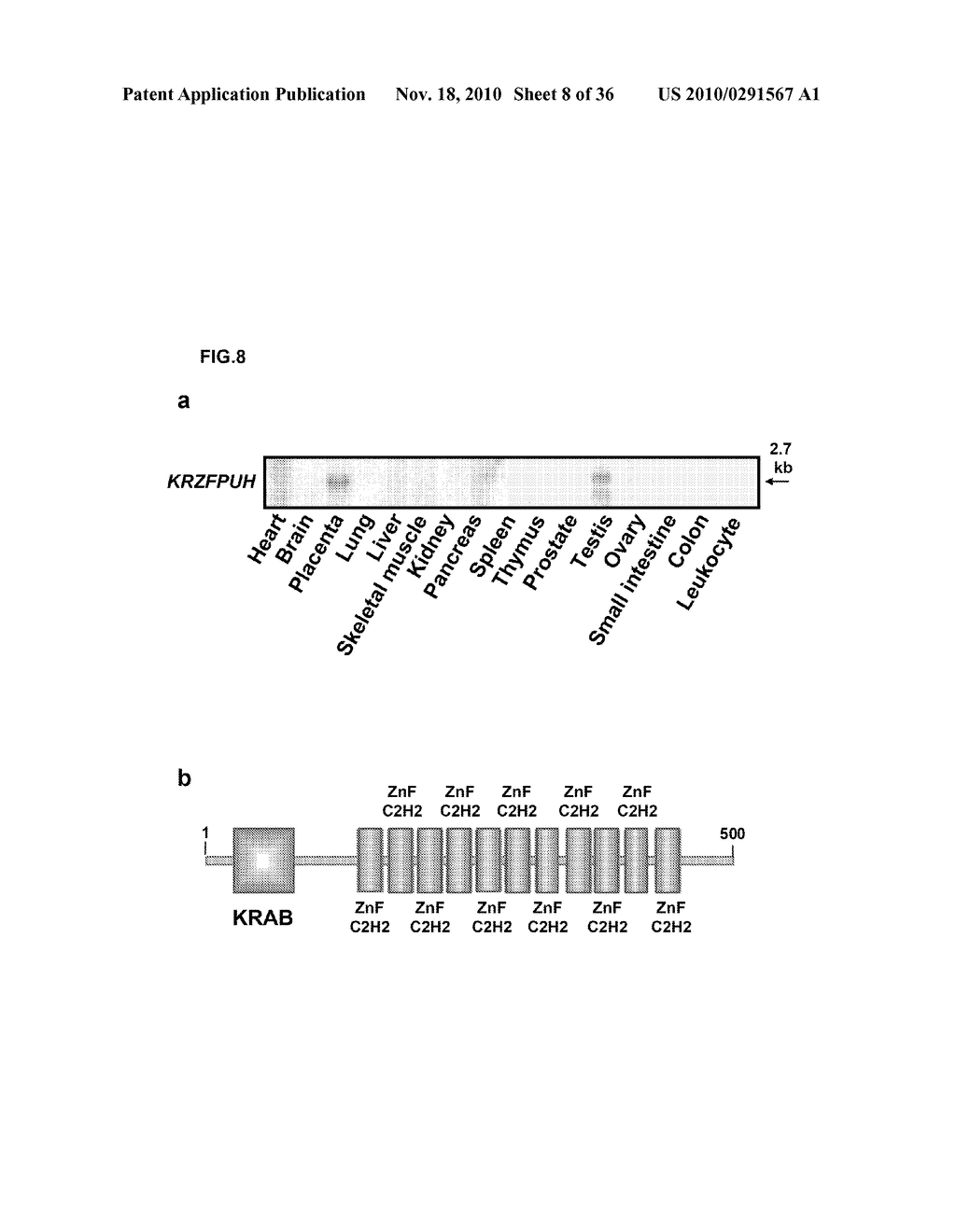 GENES AND POLYPEPTIDES RELATING TO HEPATOCELLULAR OR COLORECTAL CARCINOMA - diagram, schematic, and image 09