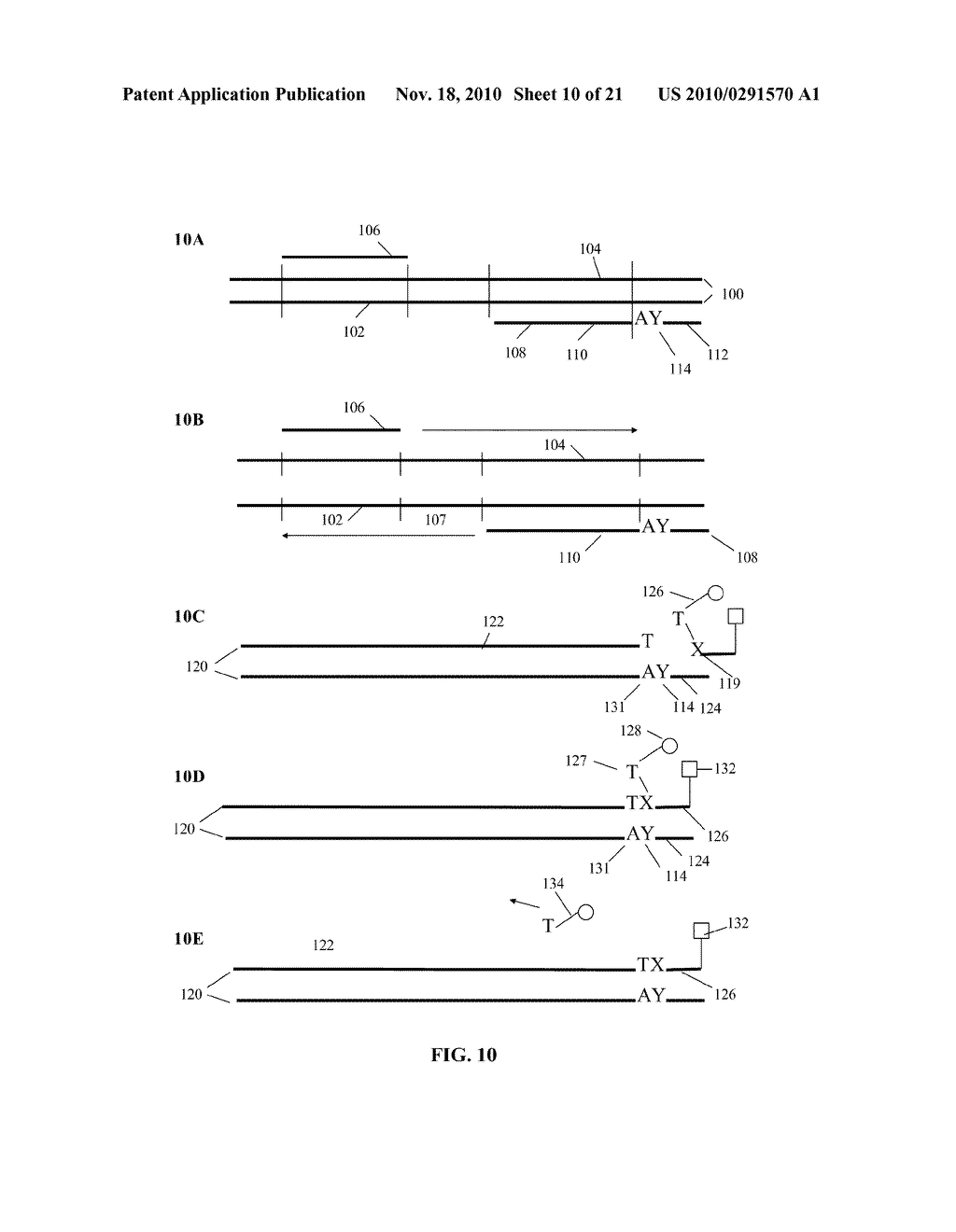 MATERIALS AND METHODS FOR DETECTION OF NUCLEIC ACIDS - diagram, schematic, and image 11