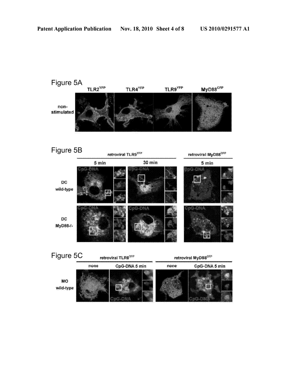 Toll-Like Receptor 9 Modulators - diagram, schematic, and image 05