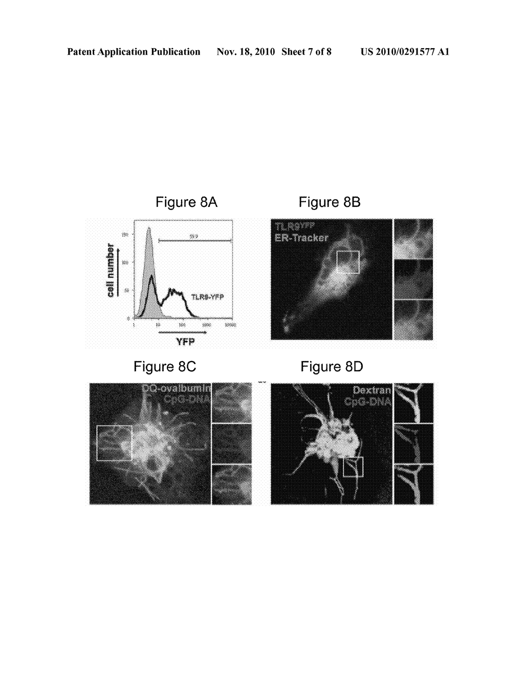 Toll-Like Receptor 9 Modulators - diagram, schematic, and image 08