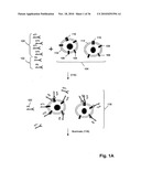 ErbB Surface Receptor Complexes as Biomarkers diagram and image