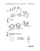 ErbB Surface Receptor Complexes as Biomarkers diagram and image