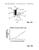 ErbB Surface Receptor Complexes as Biomarkers diagram and image