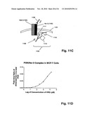 ErbB Surface Receptor Complexes as Biomarkers diagram and image