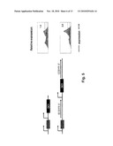 ENHANCED EXPRESSION AND STABILITY REGIONS diagram and image