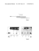 USE OF DELEUCOCYTATION FILTERS FOR DEFENSIN PURIFICATION diagram and image