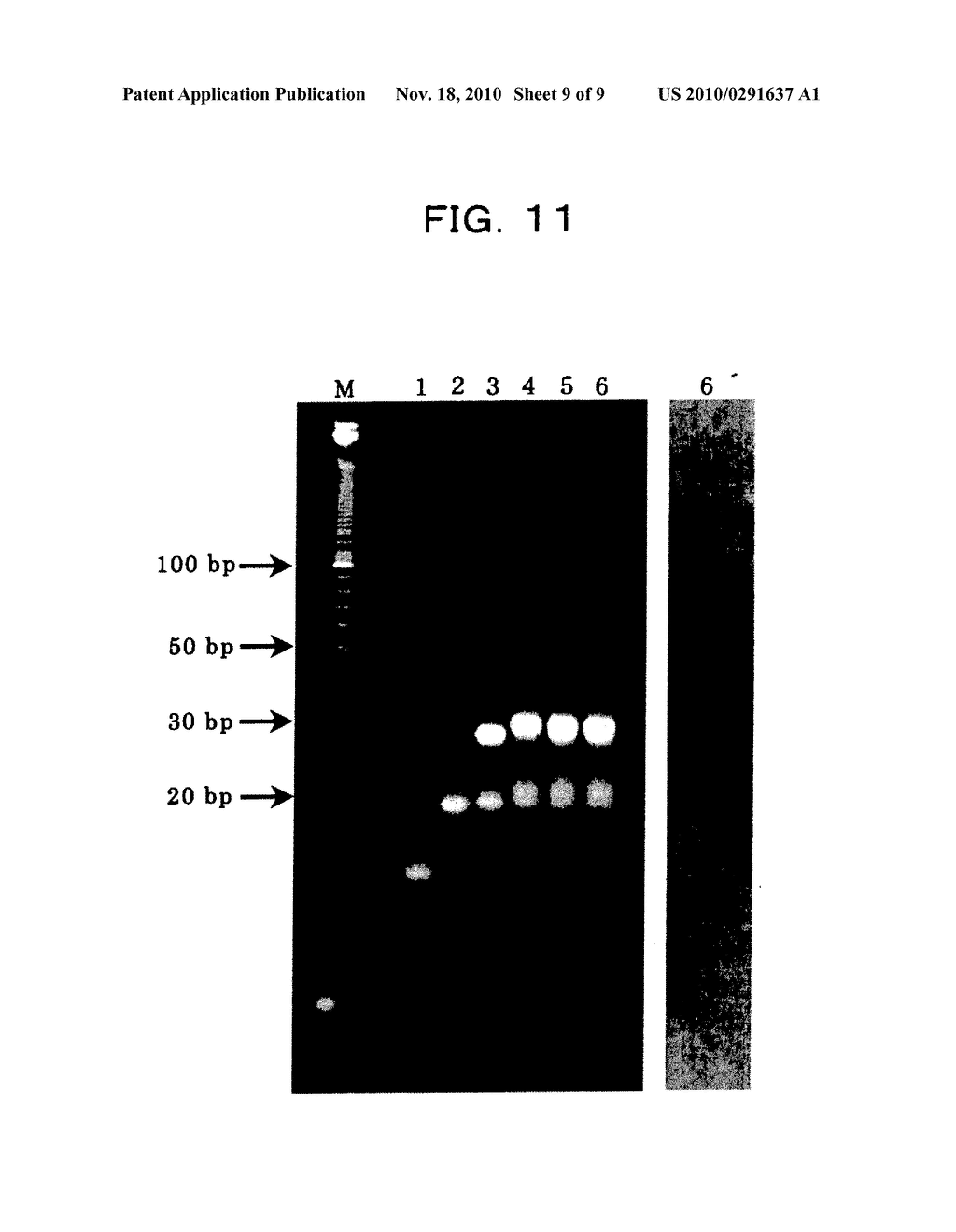 METHOD FOR MODIFYING NUCLEOTIDE CHAIN - diagram, schematic, and image 10