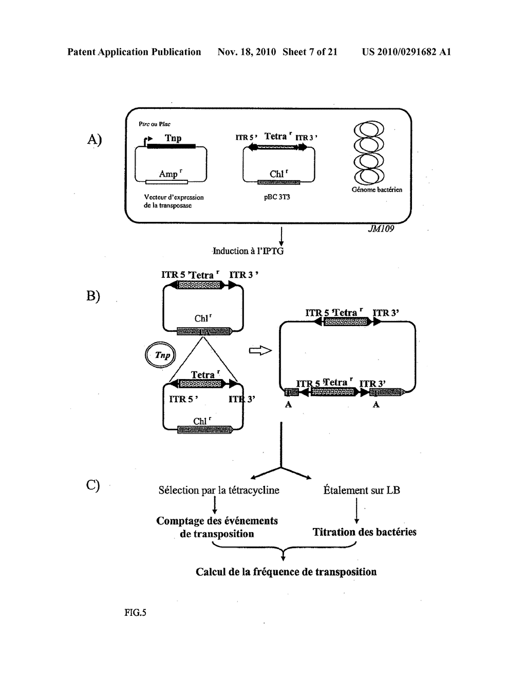 SYSTEM FOR TRANSPOSING HYPERACTIVE RECOMBINANT DERIVATIVES OF MOS-1 TRANSPOSON - diagram, schematic, and image 08