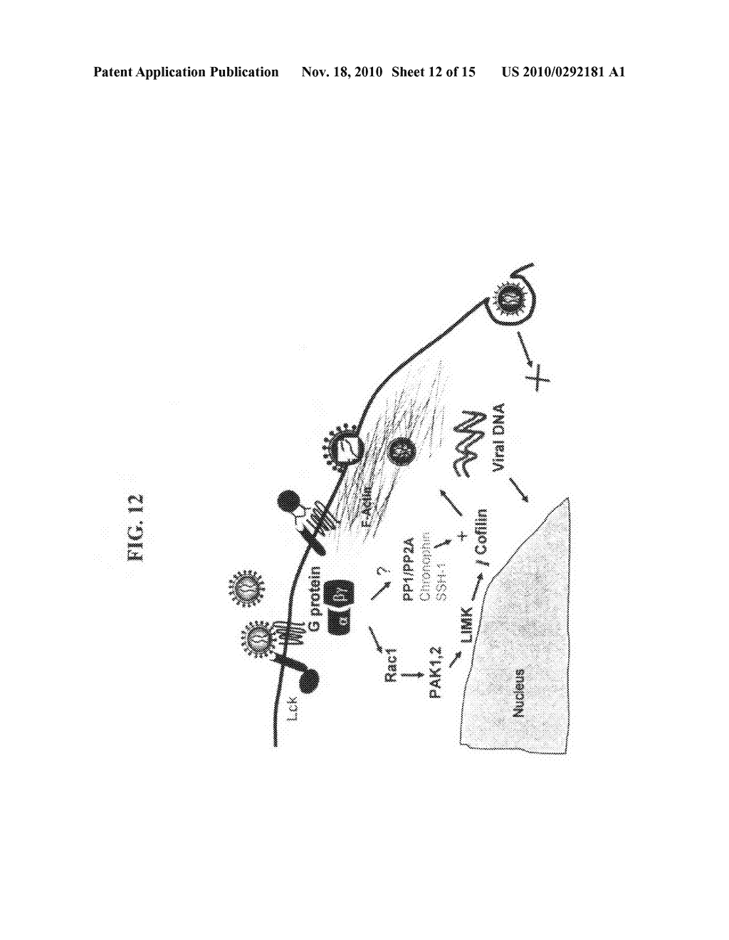 COMPOSITIONS AND METHODS FOR DETECTING AND TREATING HIV INFECTIONS - diagram, schematic, and image 13