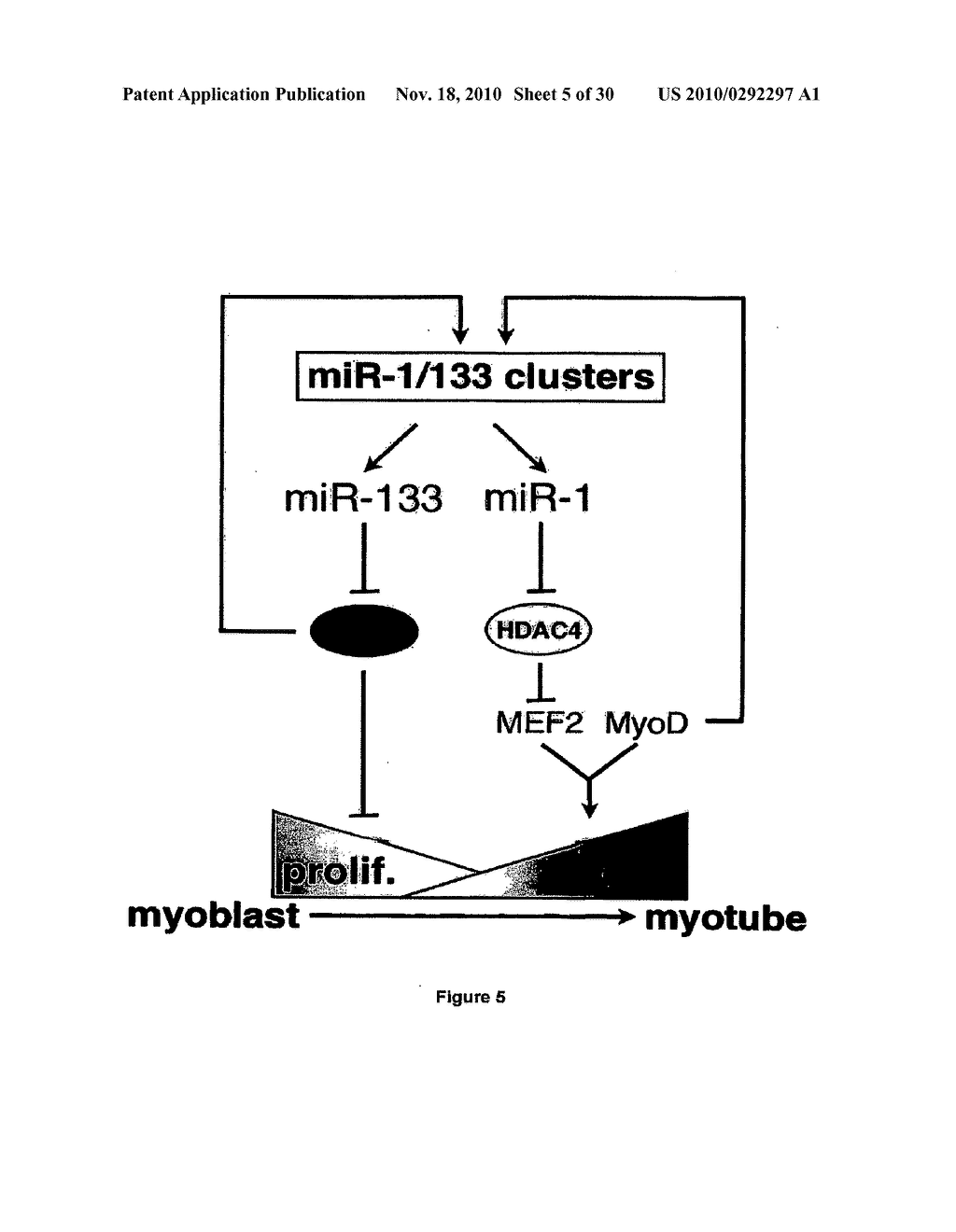 Micrornas That Regulate Muscle Cell Proliferation and Differentiation - diagram, schematic, and image 06