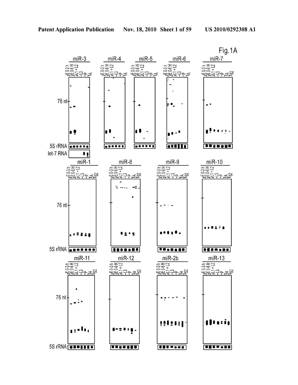 MICRORNA MOLECULES - diagram, schematic, and image 02