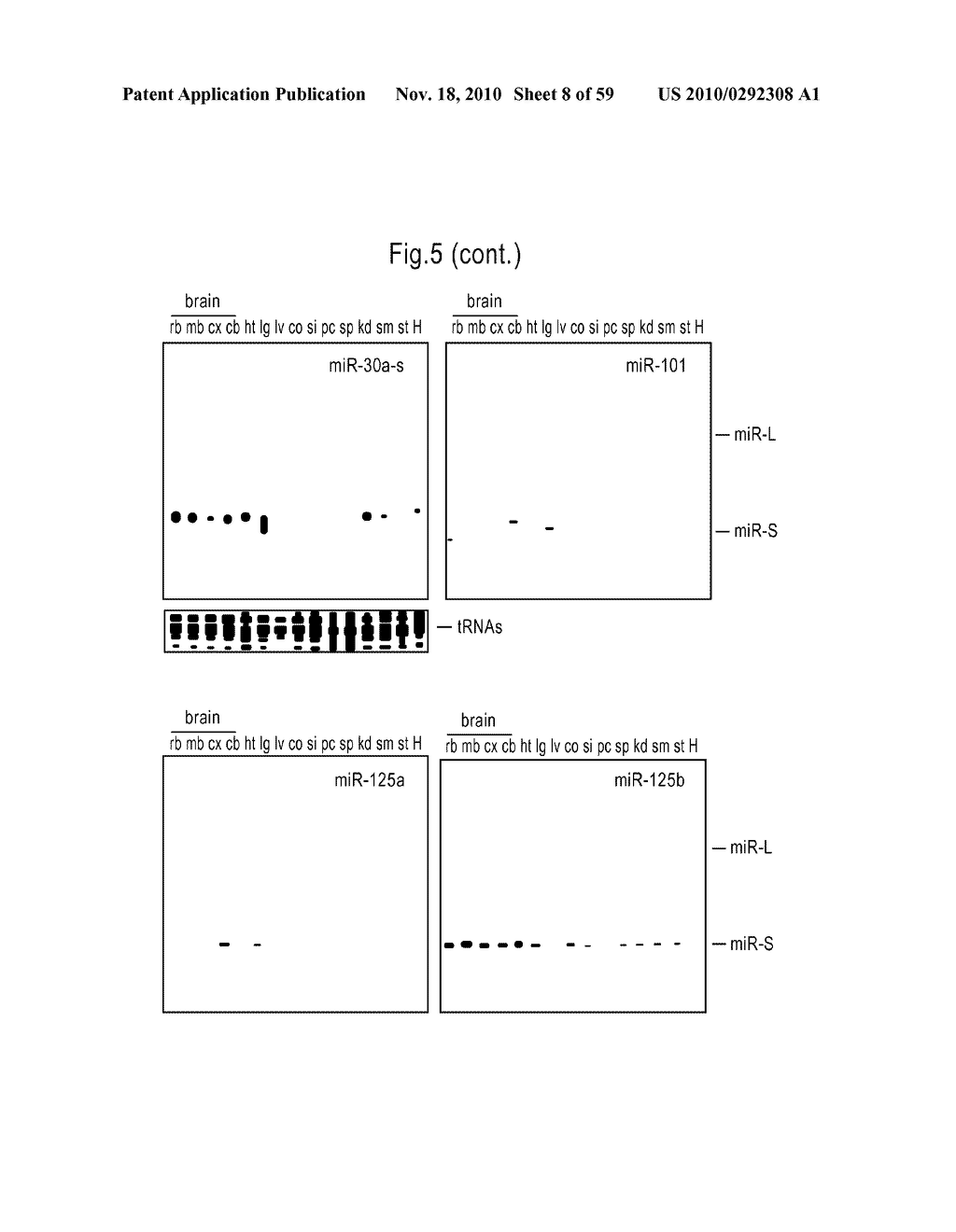 MICRORNA MOLECULES - diagram, schematic, and image 09