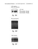 ANTI-ANGIOGENIC COMPOSITIONS AND METHODS OF USE diagram and image