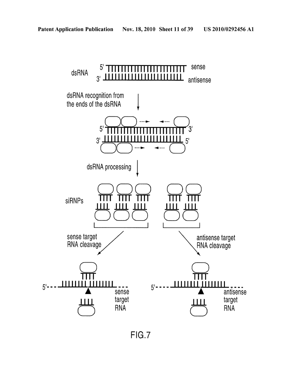 RNA INTERFERENCE MEDIATING SMALL RNA MOLECULES - diagram, schematic, and image 12