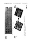 Identification features diagram and image