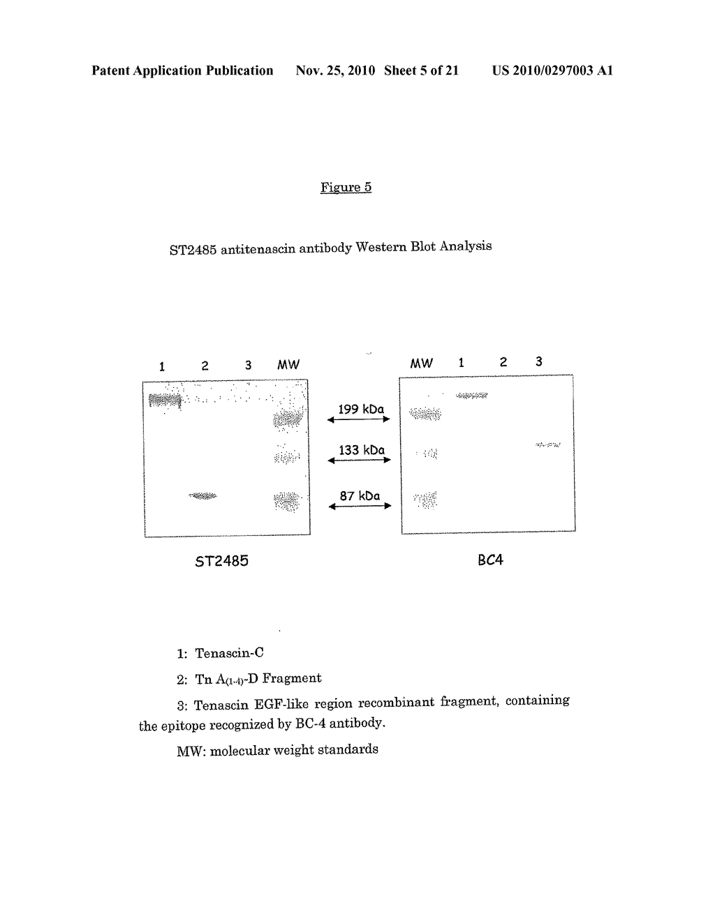 Anti-human tenascin monoclonal antibody - diagram, schematic, and image 06