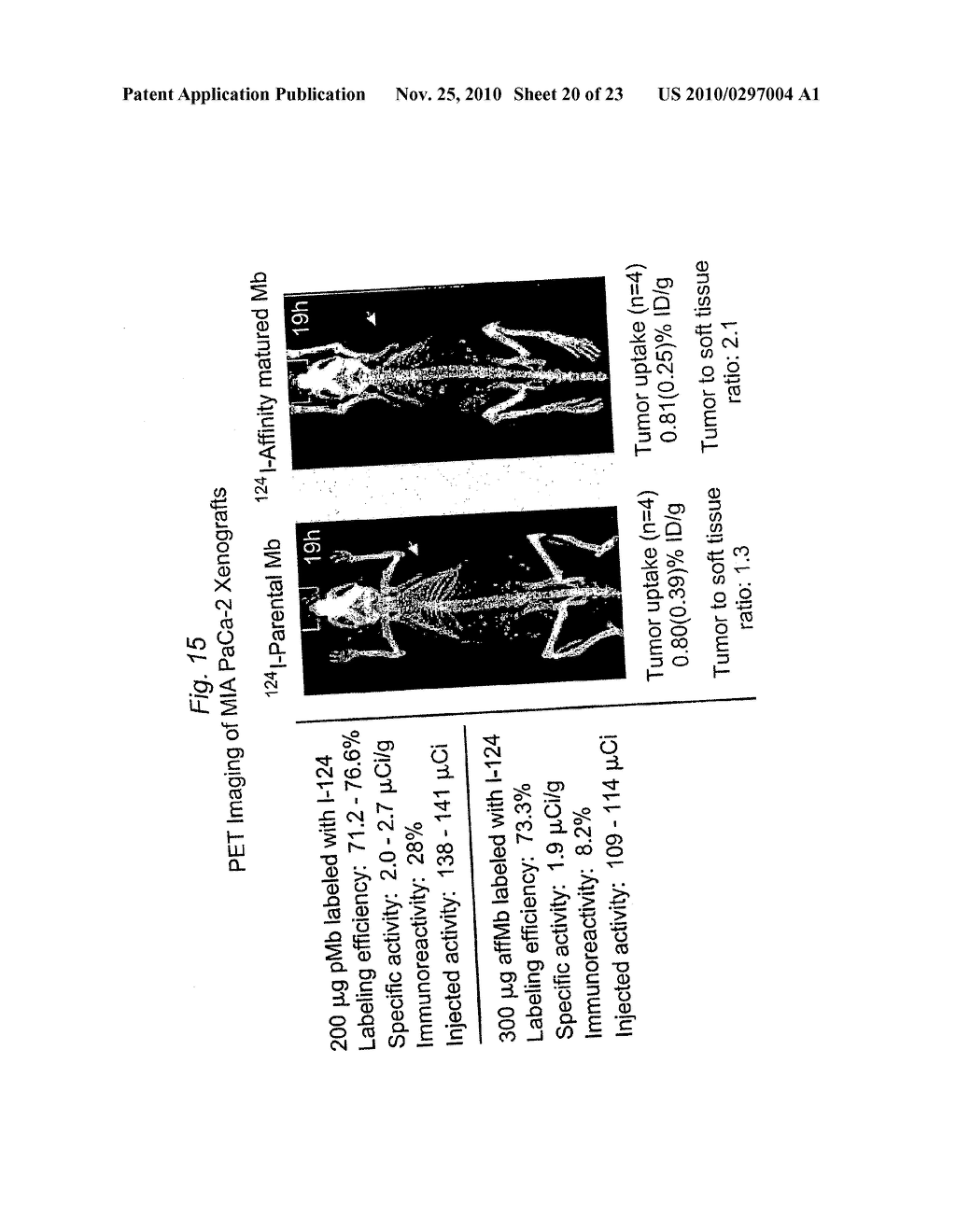 HIGH AFFINITY ANTI-PROSTATE STEM CELL ANTIGEN (PSCA) ANTIBODIES FOR CANCER TARGETING AND DETECTION - diagram, schematic, and image 21