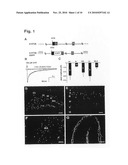 SEROTONIN 5-HT3A RECEPTORS IN TREATMENT OF NEUROLOGICAL AND PSYCHIATRIC DISORDERS diagram and image