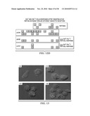 ANTIGEN PRESENTING CELL TARGETED VACCINES diagram and image