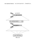 ANTIGEN PRESENTING CELL TARGETED VACCINES diagram and image