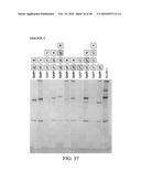 ANTIGEN PRESENTING CELL TARGETED VACCINES diagram and image