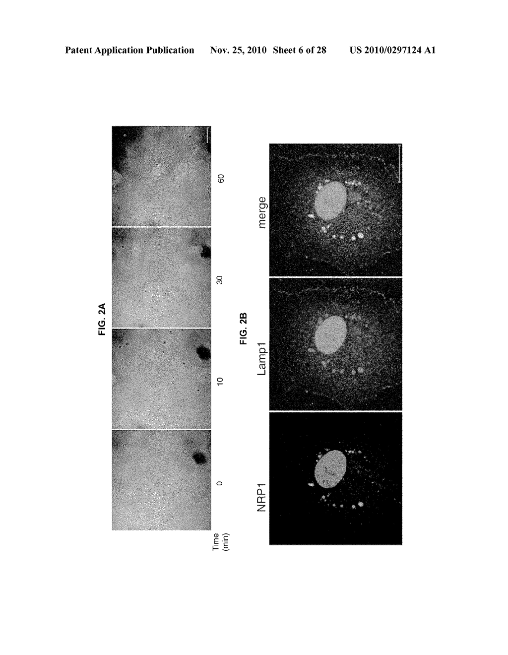 INDUCED INTERNALIZATION OF SURFACE RECEPTORS - diagram, schematic, and image 07