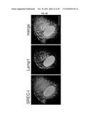 INDUCED INTERNALIZATION OF SURFACE RECEPTORS diagram and image