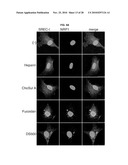 INDUCED INTERNALIZATION OF SURFACE RECEPTORS diagram and image