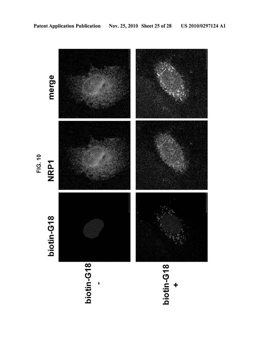 INDUCED INTERNALIZATION OF SURFACE RECEPTORS - diagram, schematic, and image 26