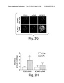 METHODS AND COMPOSITIONS FOR THE TREATMENT OF PROTEINURIC DISEASES diagram and image