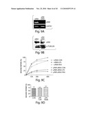 METHODS AND COMPOSITIONS FOR THE TREATMENT OF PROTEINURIC DISEASES diagram and image