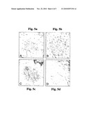 DISEASE TREATMENT VIA ANTIMICROBIAL PEPTIDE INHIBITORS diagram and image