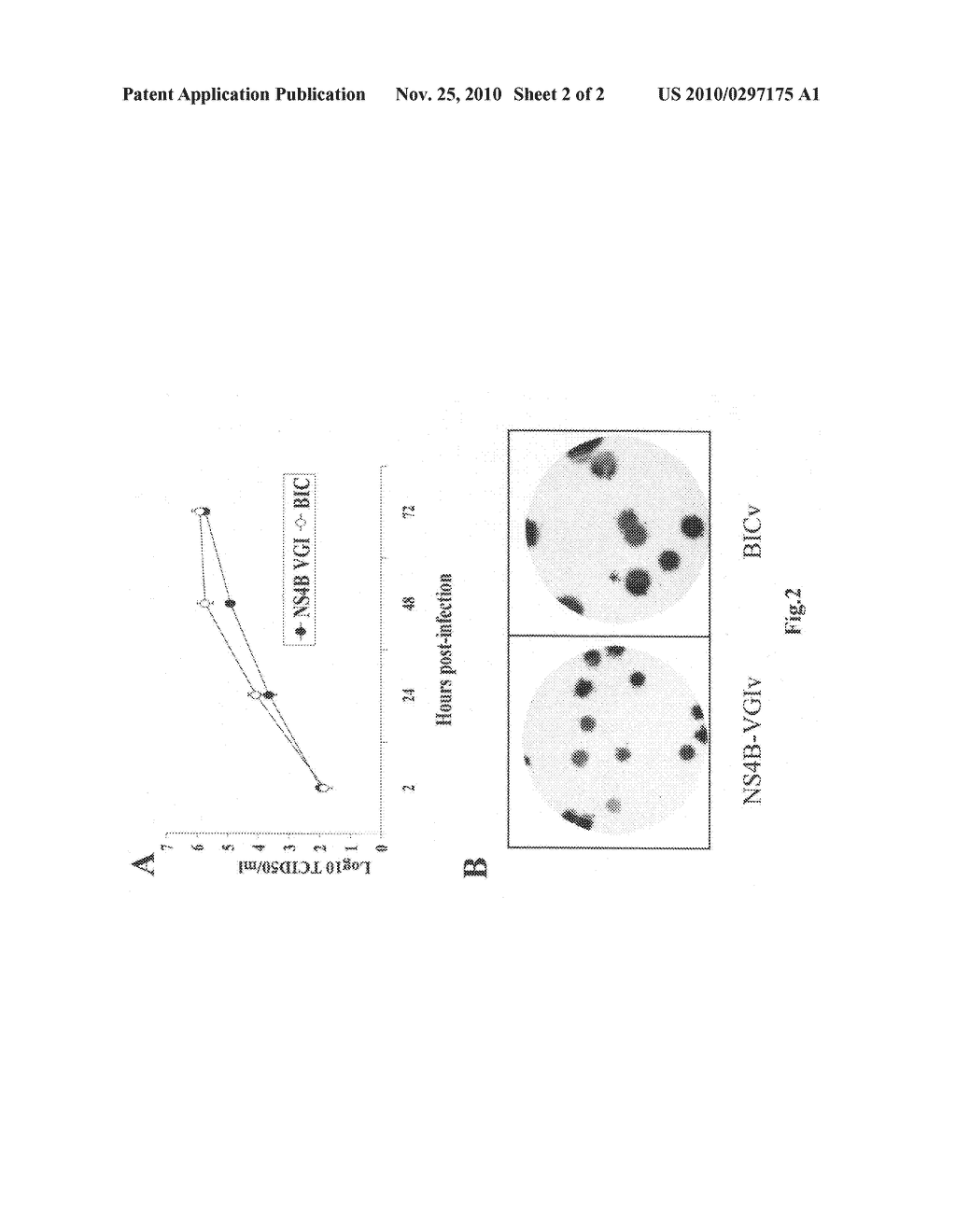 Mutations in a toll-like receptor motif in the NS4B of classical swine fever virus strain brescia influences virulence in swine - diagram, schematic, and image 03