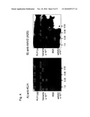 MUTATED PARVOVIRUS STRUCTURAL PROTEINS AS VACCINES diagram and image