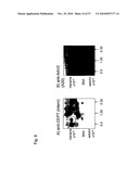 MUTATED PARVOVIRUS STRUCTURAL PROTEINS AS VACCINES diagram and image