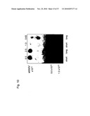 MUTATED PARVOVIRUS STRUCTURAL PROTEINS AS VACCINES diagram and image