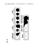 MUTATED PARVOVIRUS STRUCTURAL PROTEINS AS VACCINES diagram and image