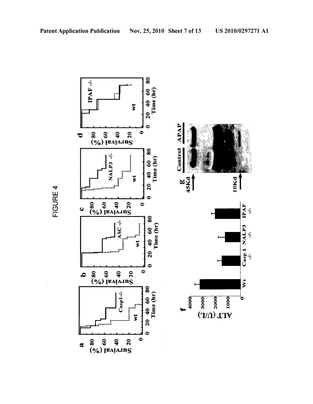COMPOSITIONS AND METHODS FOR REDUCING HEPATOTOXICITY ASSOCIATED WITH DRUG ADMINISTRATION - diagram, schematic, and image 08