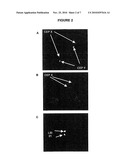 SITU HYBRIDISATION METHOD diagram and image