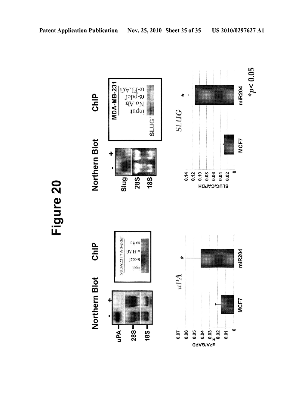 MicroRNA Diagnostics for Cancer - diagram, schematic, and image 26