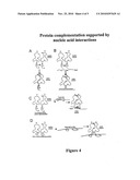 NUCLEIC ACID SUPPORTED PROTEIN COMPLEMENTATION diagram and image