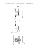 MOLECULAR ADAPTORS diagram and image