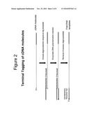 Terminus-Specific DNA Modification Using Random-Sequence Template Oligonucleotides diagram and image